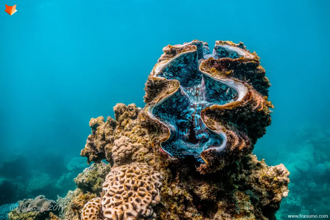 giant clam Blue Animals