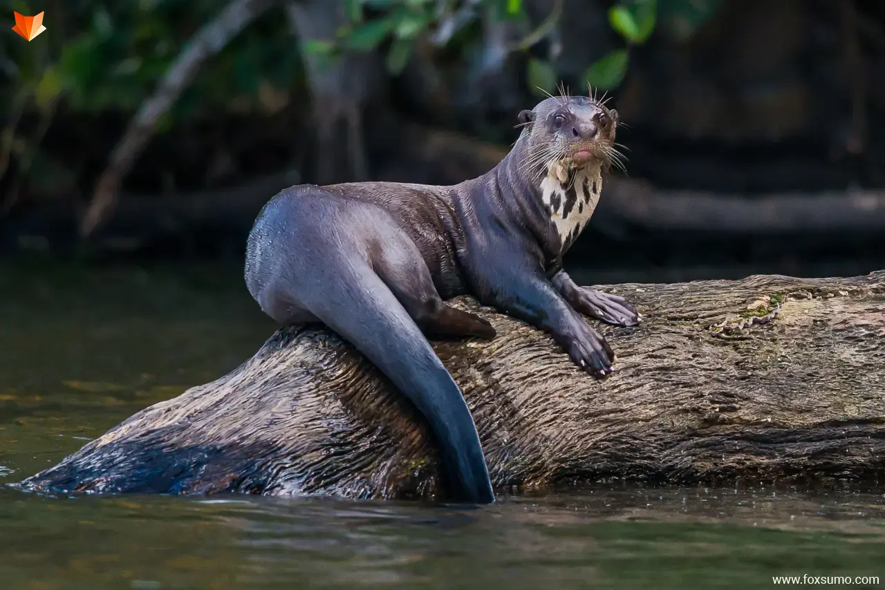 giant otter Rainforest Animals