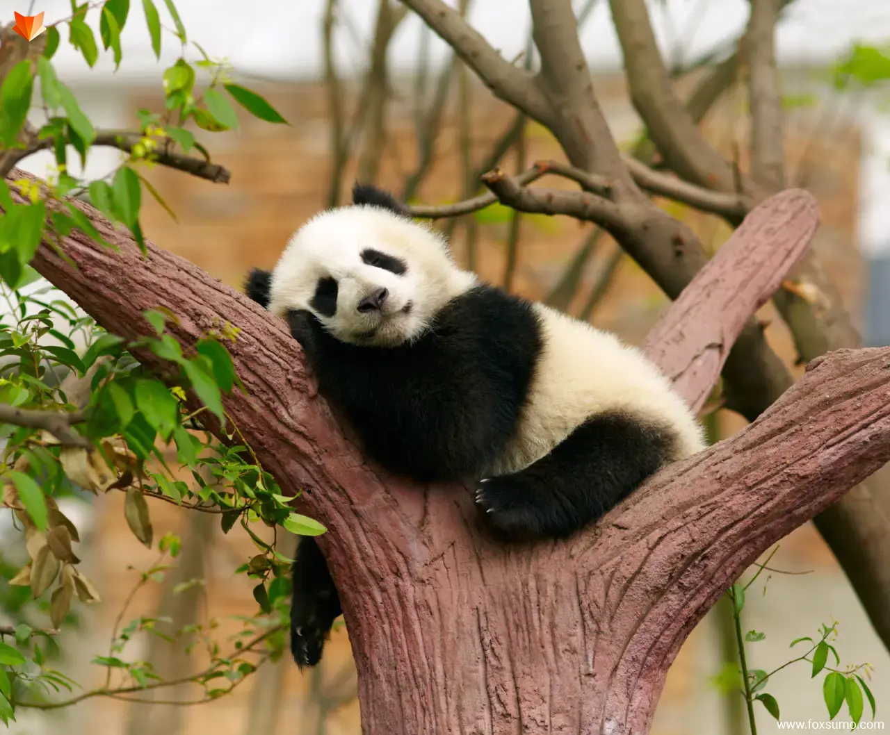 giant panda bear Cute Animals