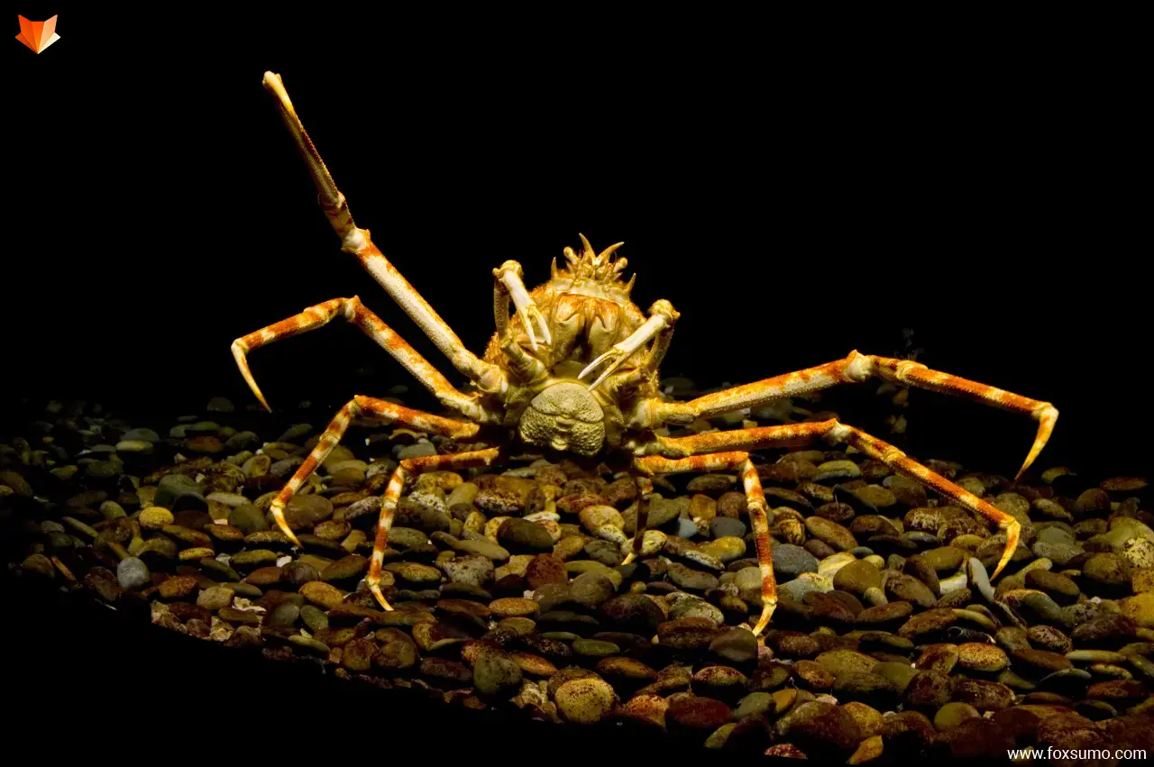 giant spider crab Deep Sea Creatures