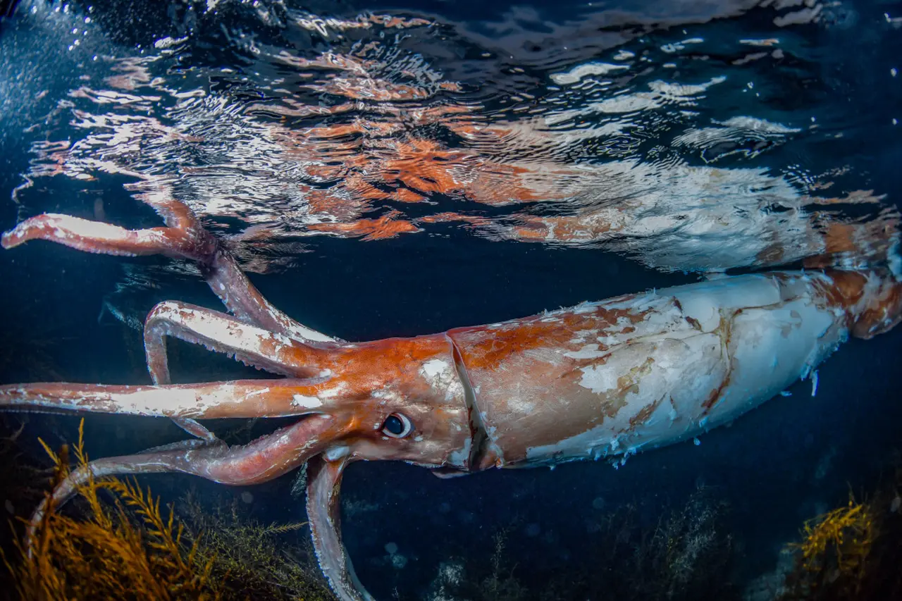 giant squid Poisonous Animals