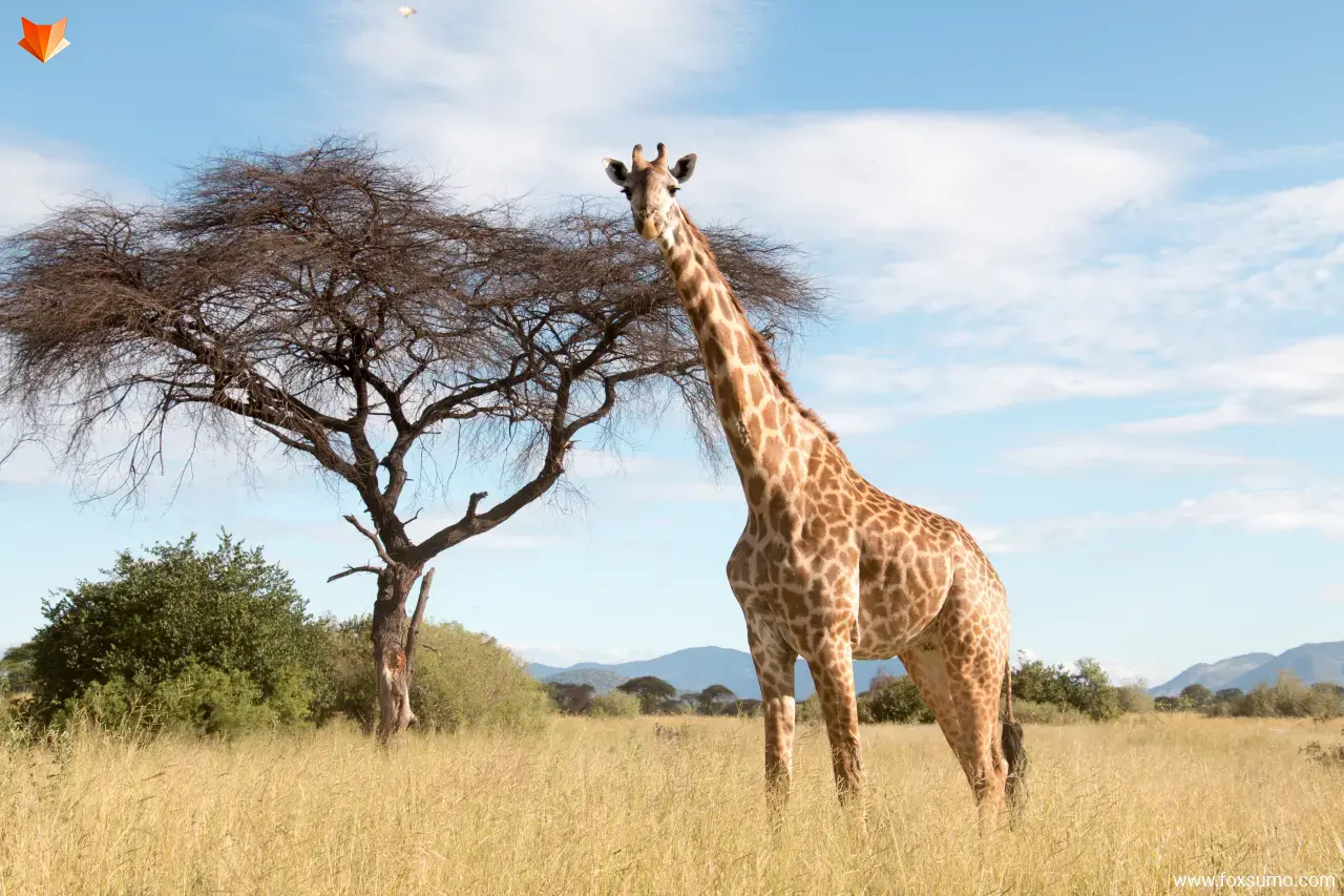 giraffe Large Animals