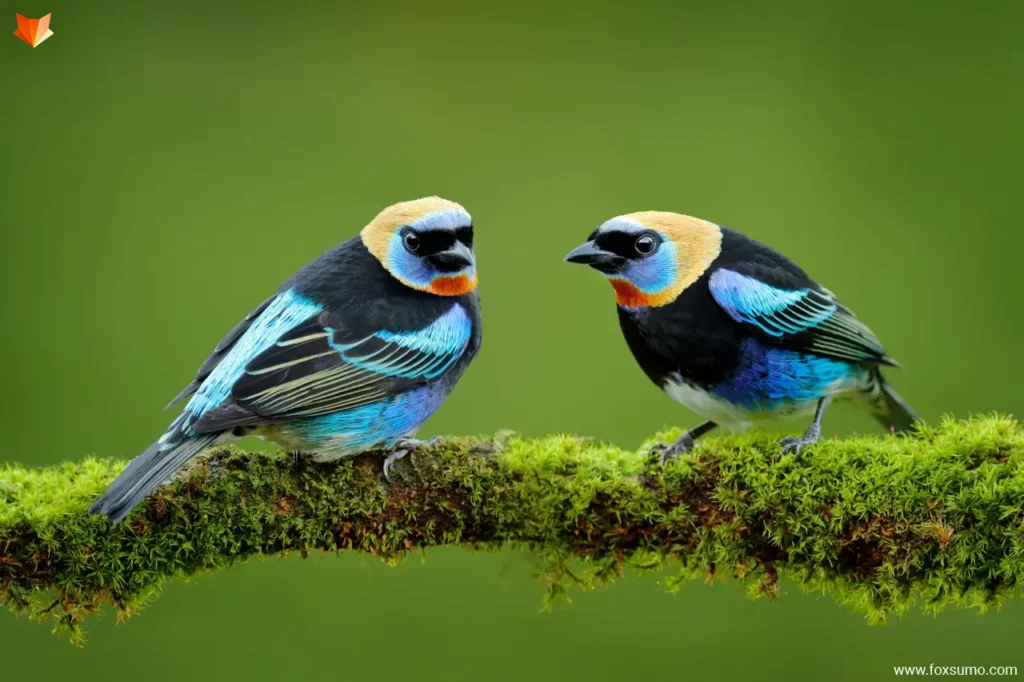 golden hooded tanager colorful birds