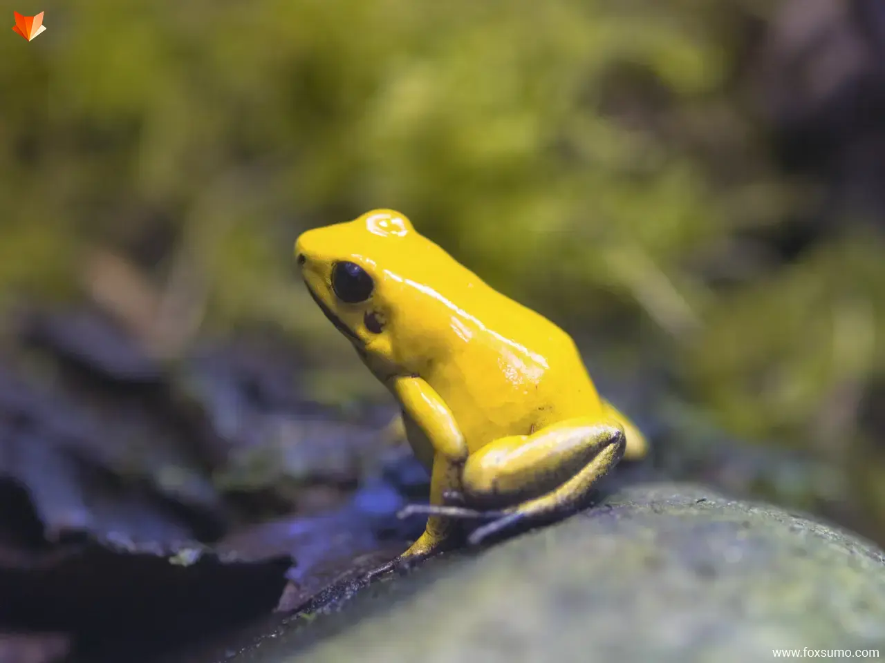 golden poison dart frog 1 Rainforest Animals