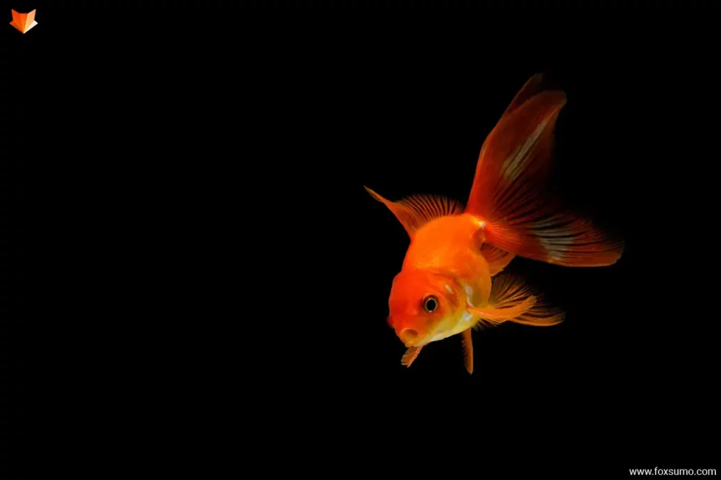 goldfish Orange Animals