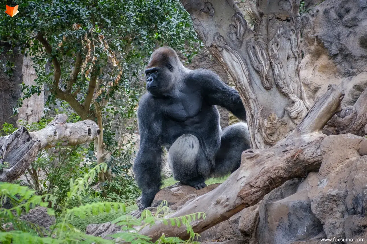 gorilla Strong Animals