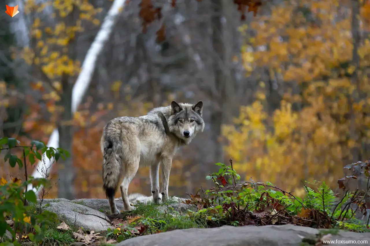 gray wolf Tundra Animals