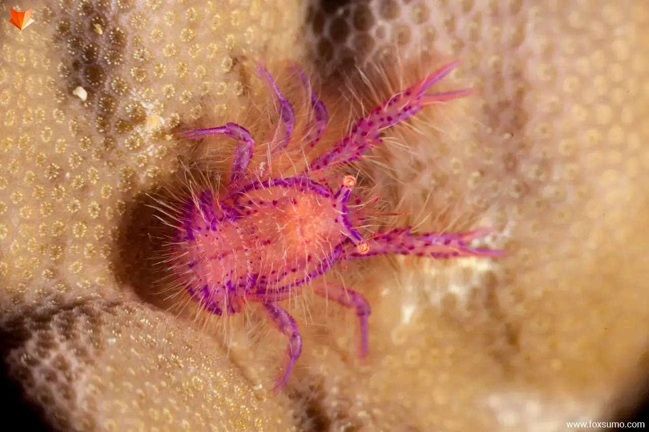 hairy pink squat lobster Pink Animals