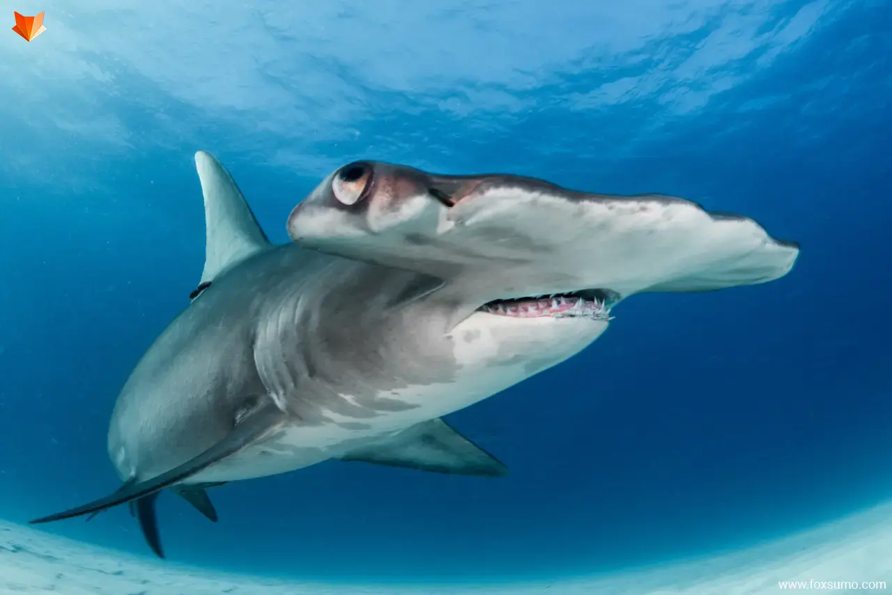 hammerhead Shark strangest sharks