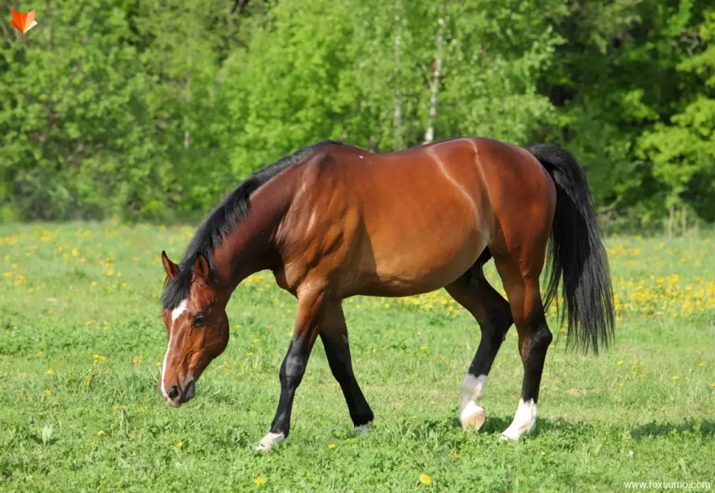 hanoverian Beautiful Horses