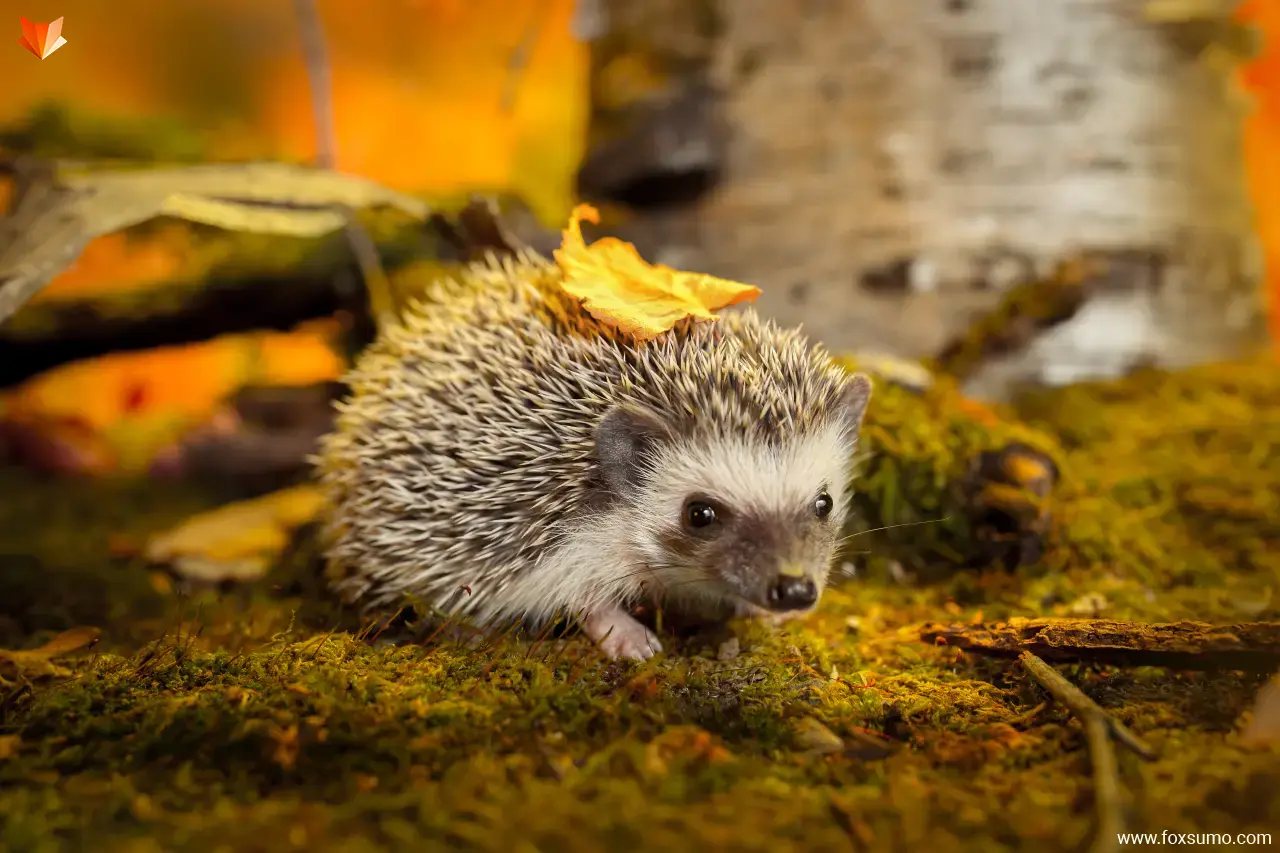 hedgehog Cute Animals