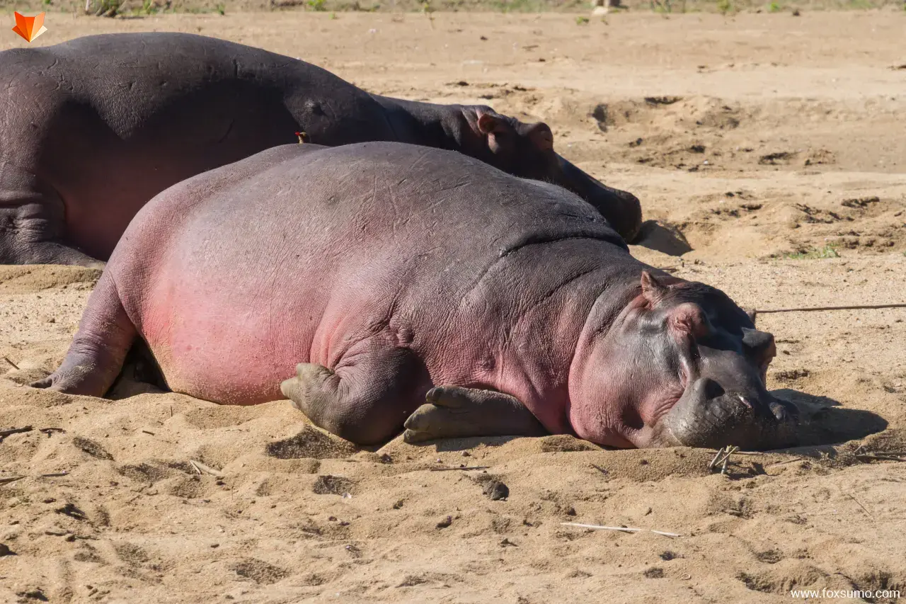 hippopotamus Pink Animals
