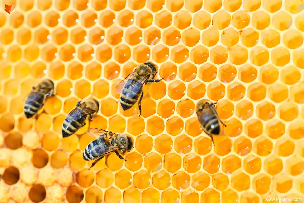 honeybees Smartest Animals