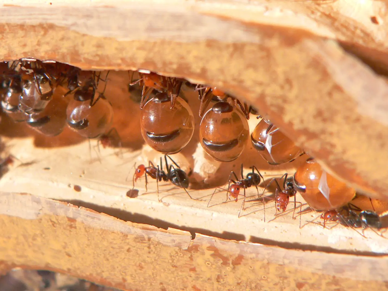 honeypot ants Cool Animals