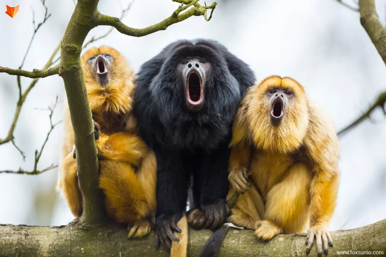 howler monkey Rainforest Animals