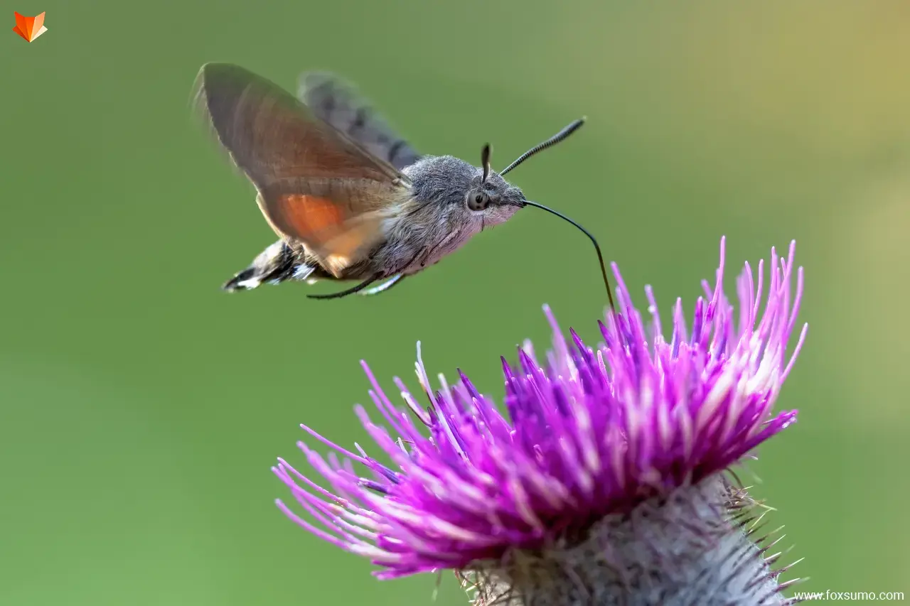 hummingbird hawk moth Cool Animals