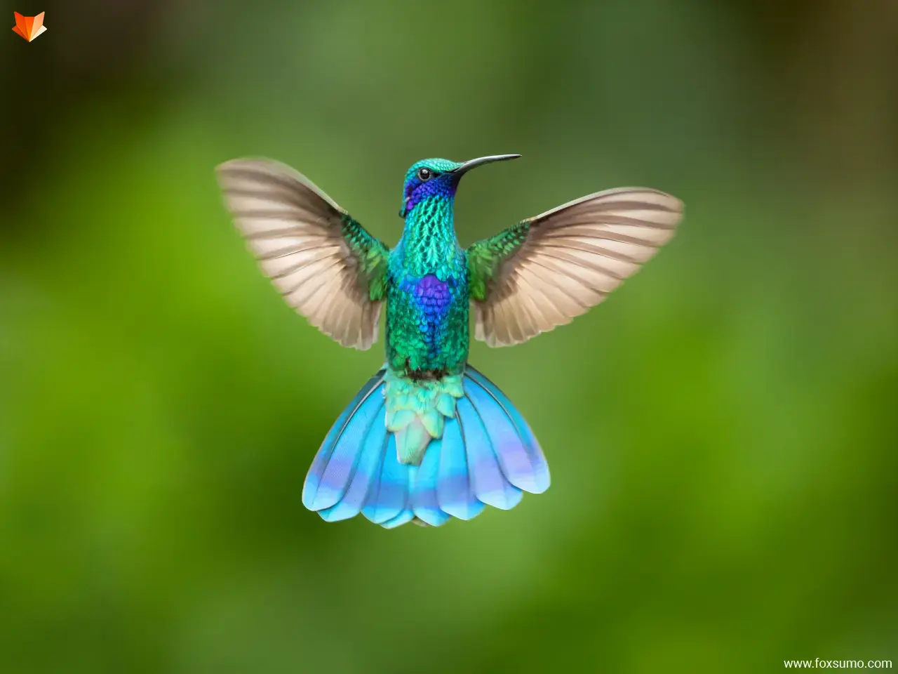 hummingbird Cute Animals
