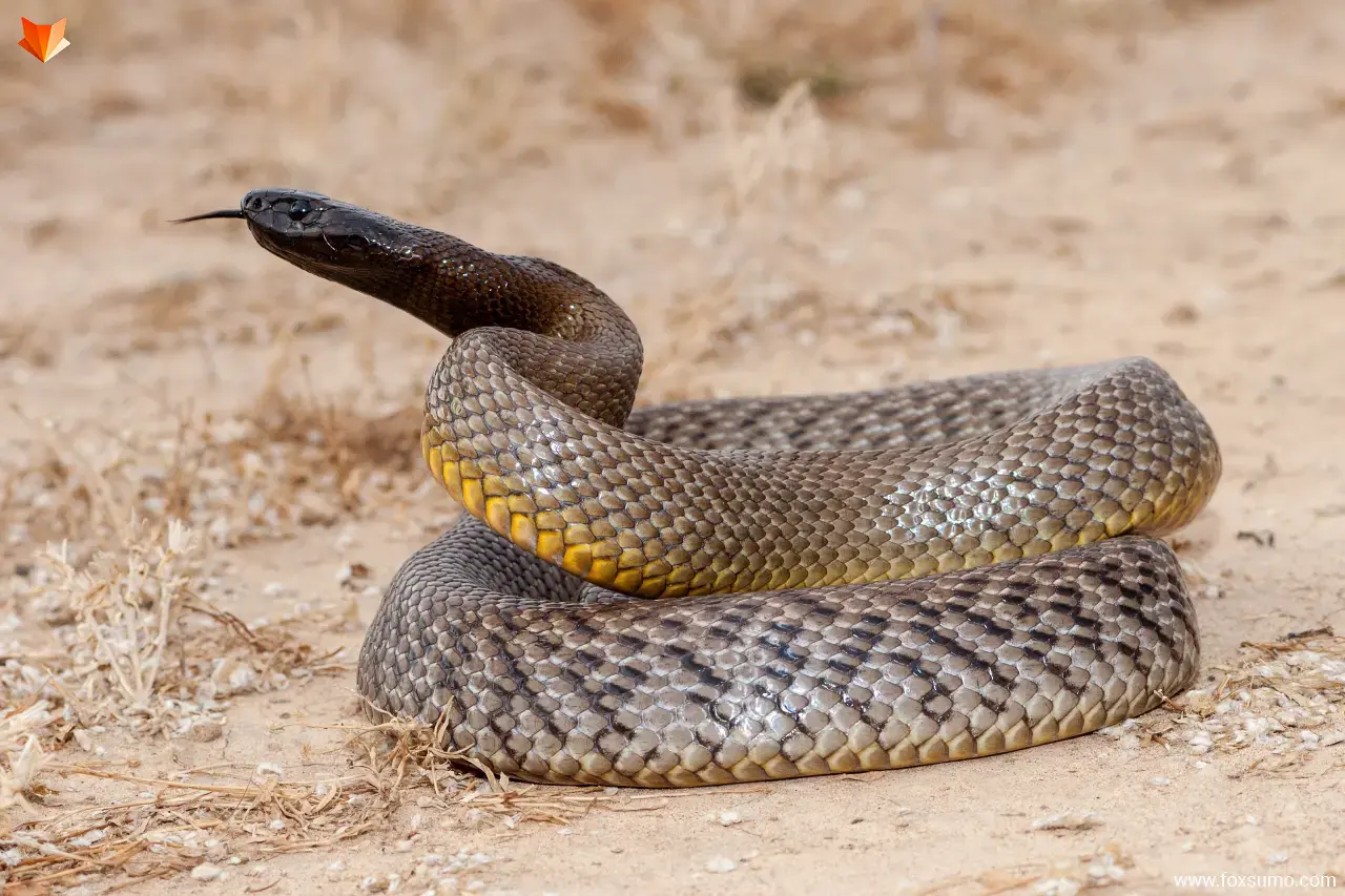 inland taipan Cool Snakes