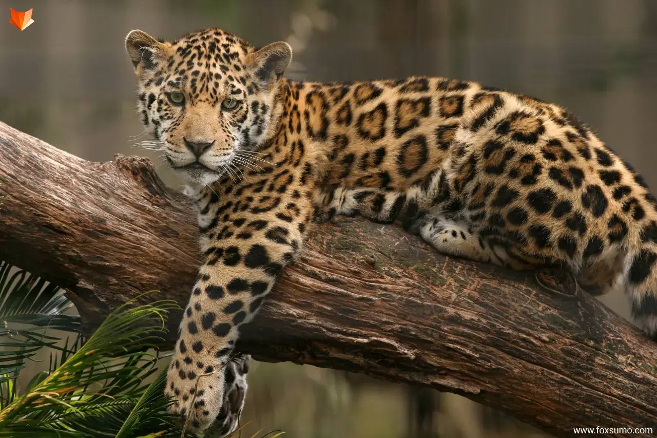 jaguar Rainforest Animals