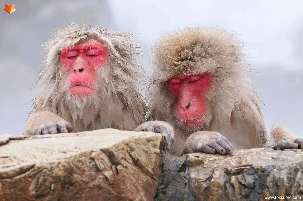 japanese macaque Rainforest Animals
