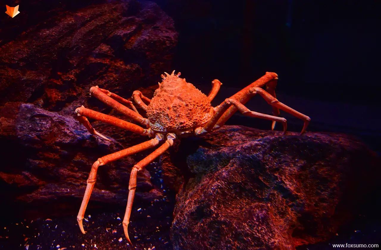 japanese spider crab Large Animals