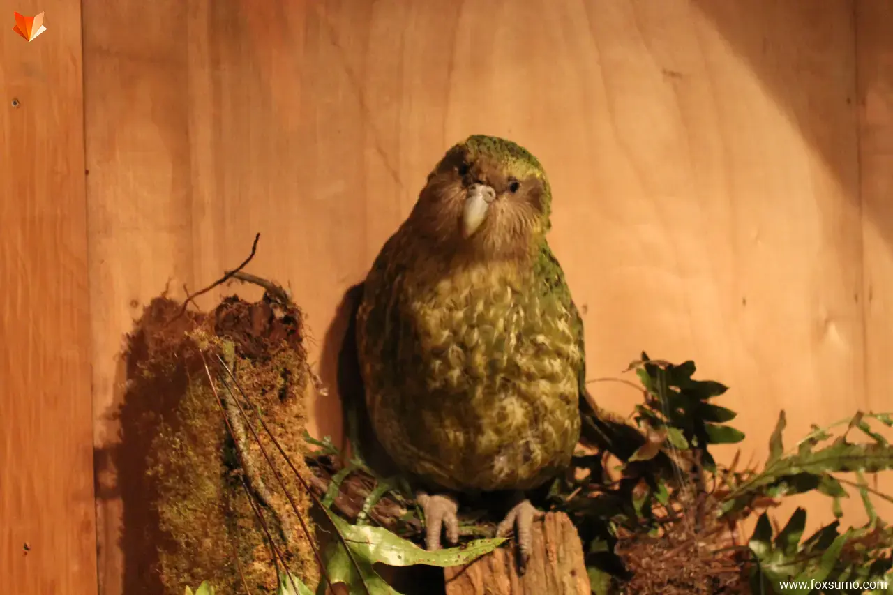 kakapo Flightless Birds
