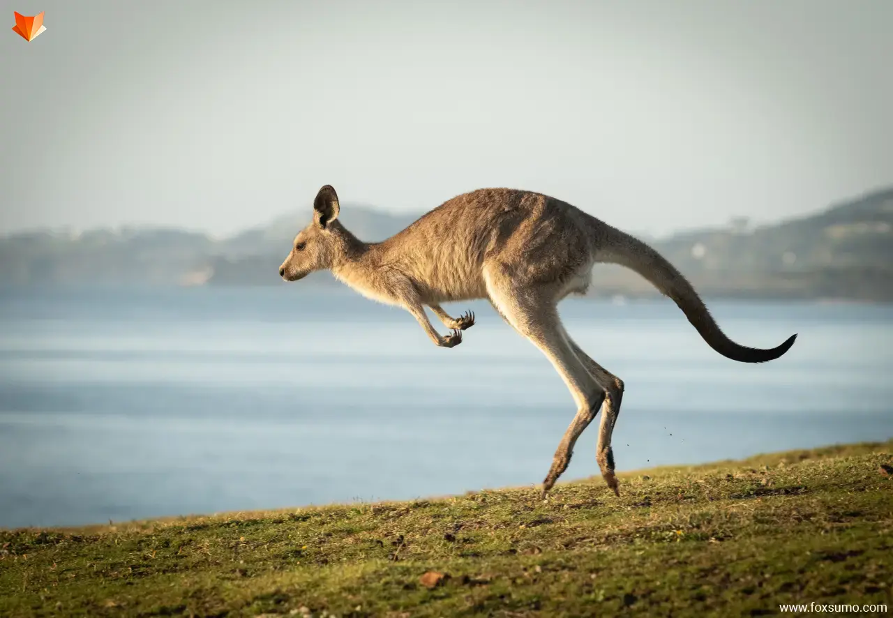 kangaroo Australian Animals
