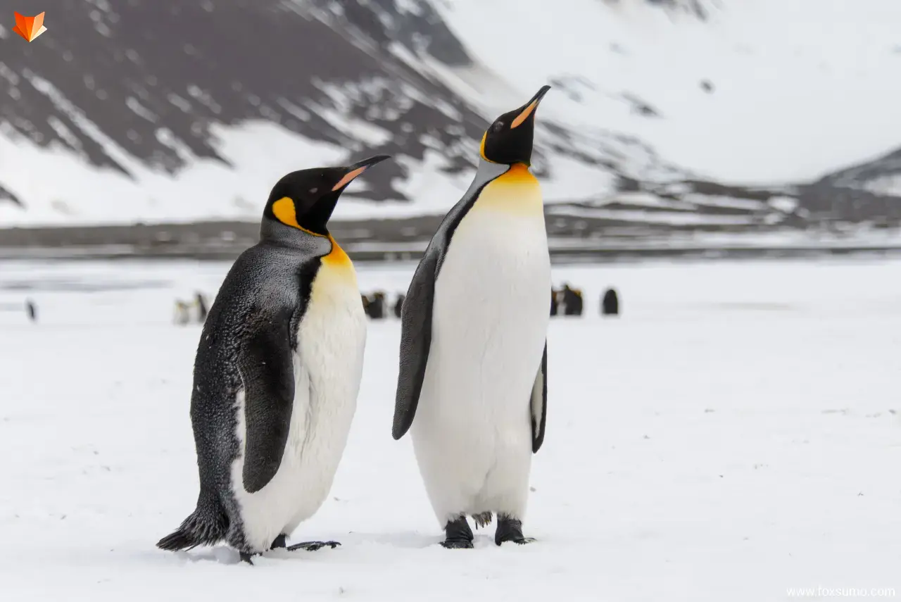 king penguin beautiful birds