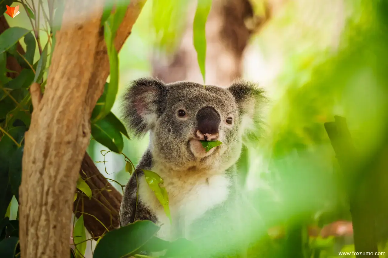 koala bear Australian Animals