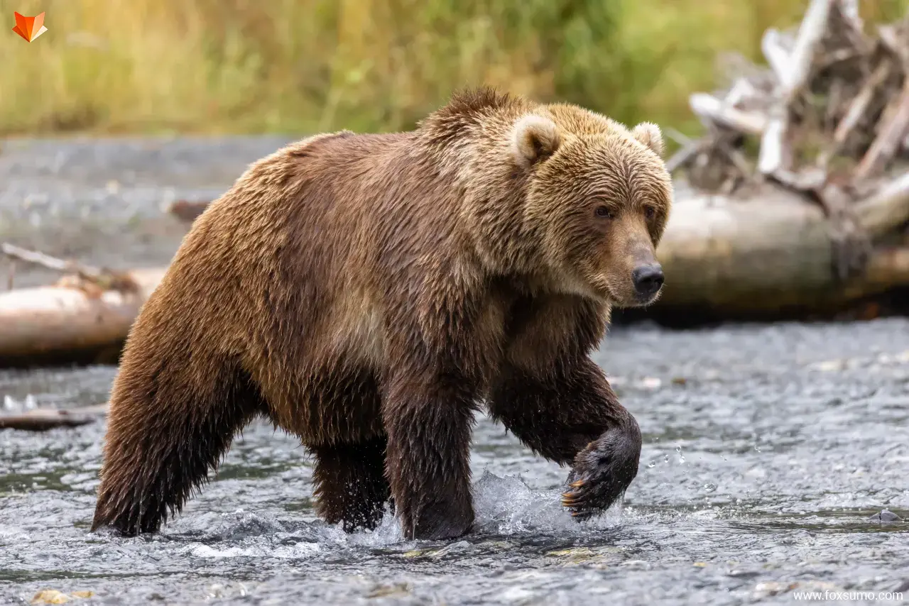 kodiak bear Large Animals