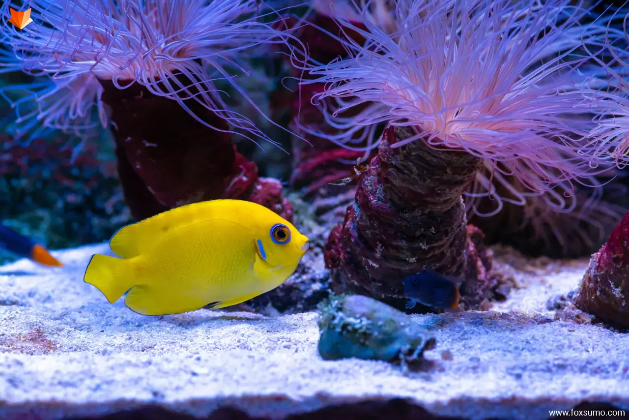 lemonpeel angelfish Yellow Animals