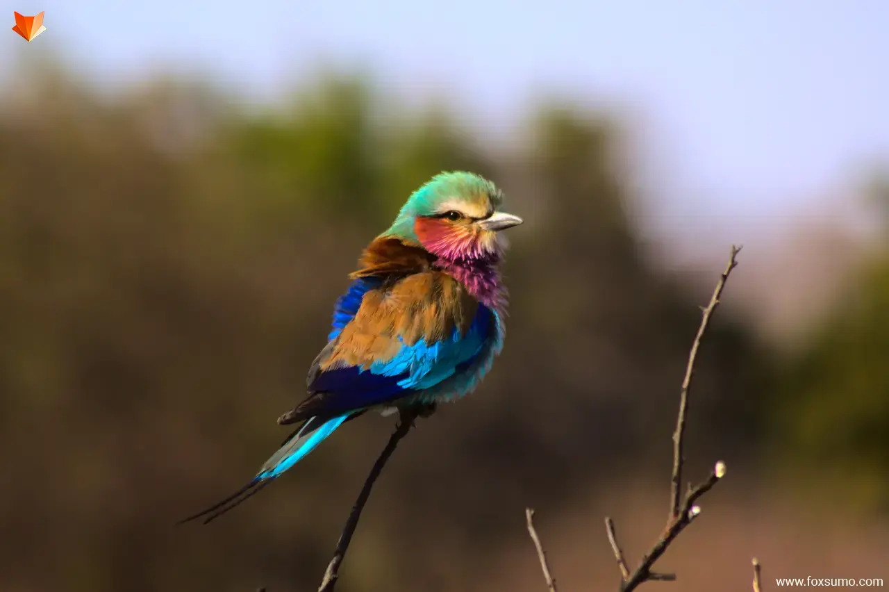 lilac breasted roller colorful birds