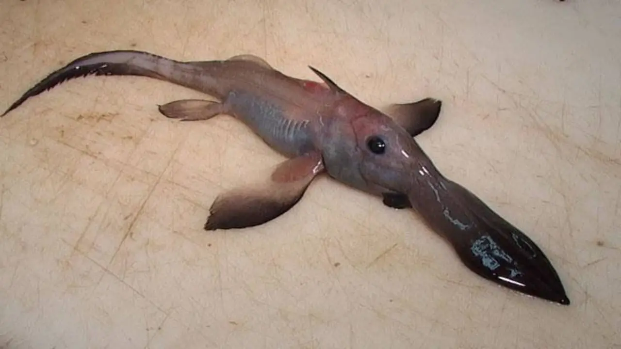 long nosed chimaera Deep Sea Creatures