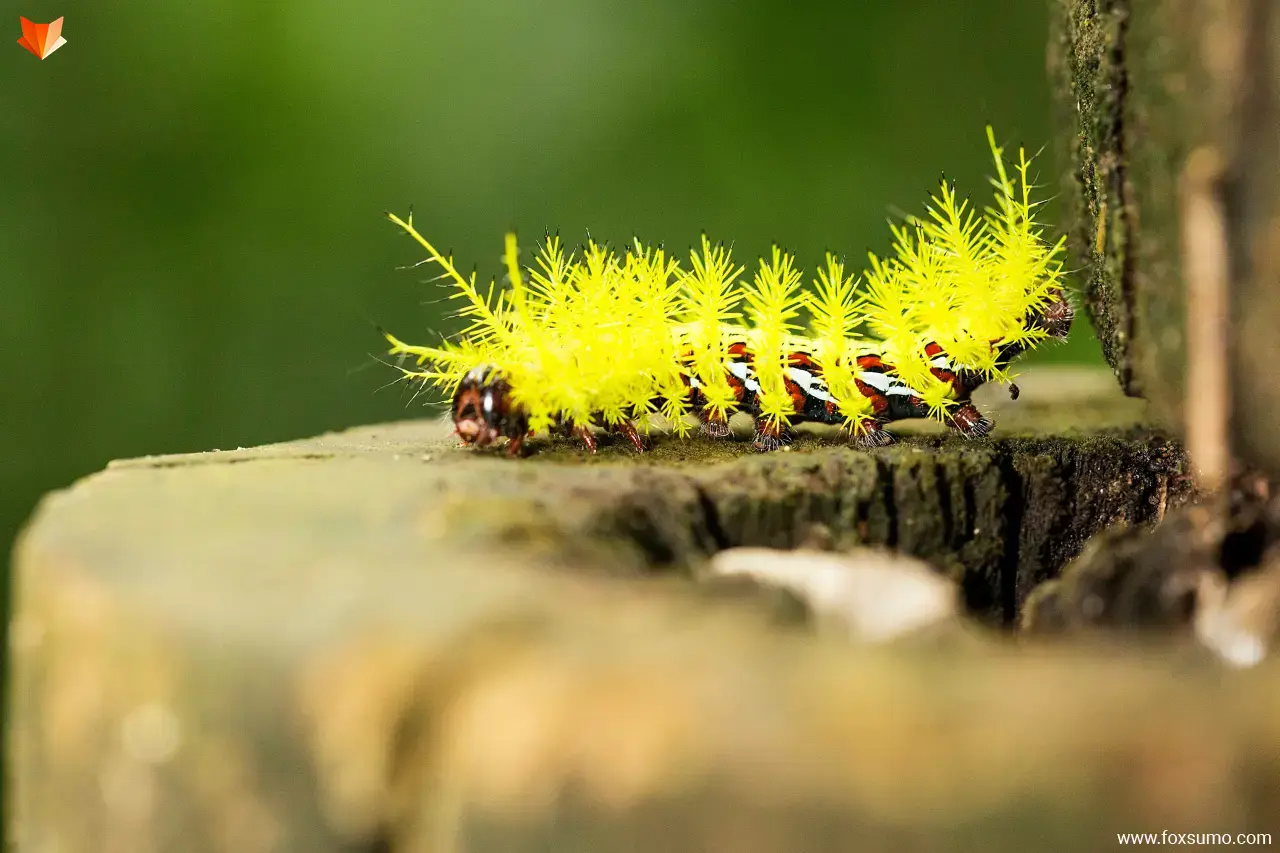 lonomia caterpillar Poisonous Animals