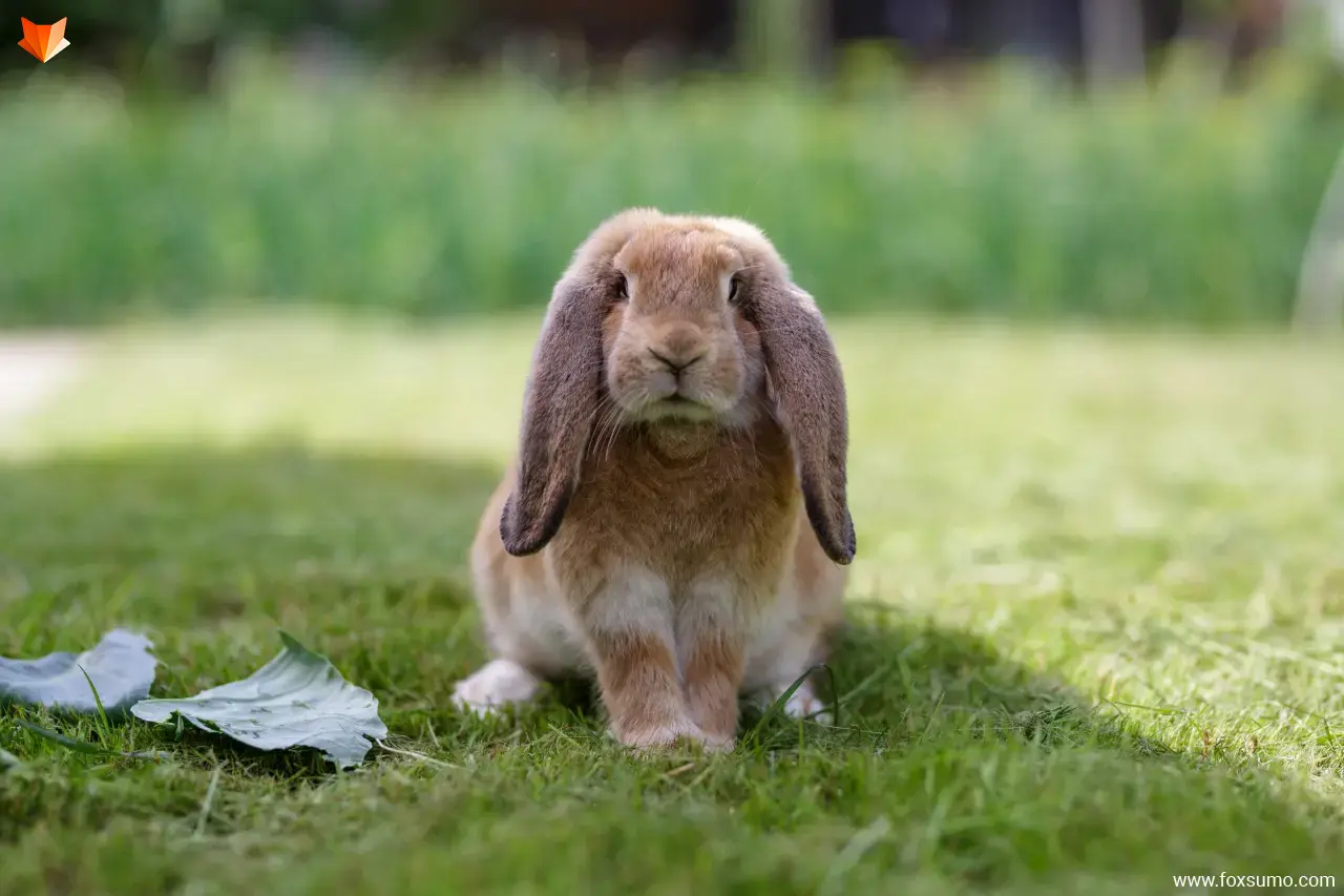 lop eared rabbit Cute Animals