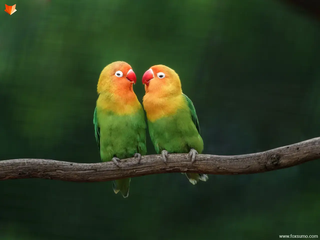lovebird beautiful birds