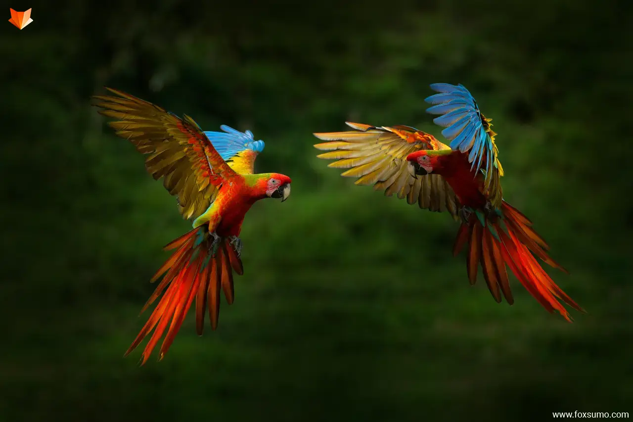 macaw Rainforest Animals