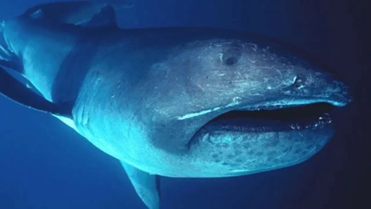 megamouth shark strangest sharks