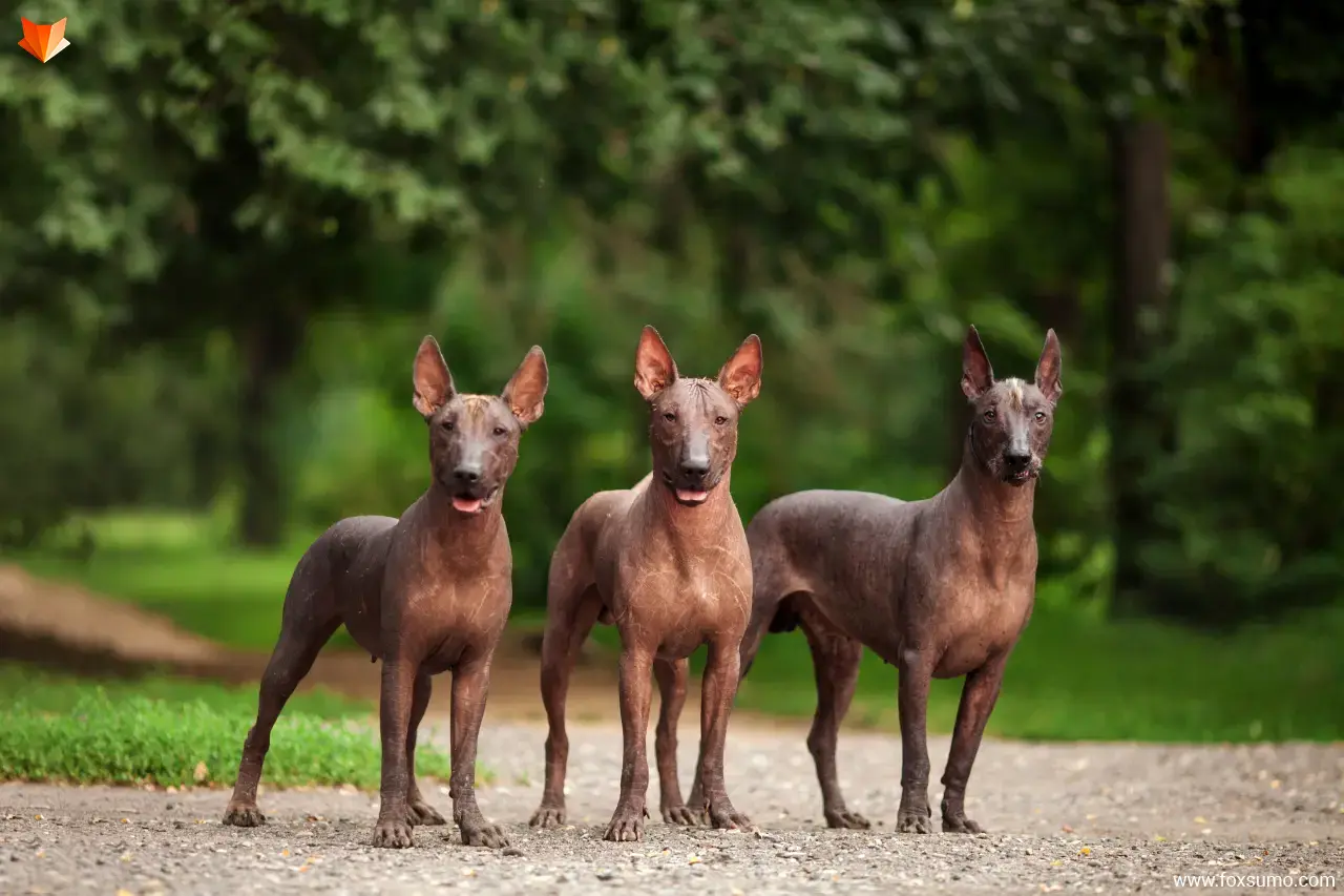 mexican hairless Ugliest Dog Breeds