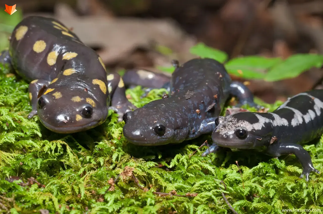 mole salamander Ugly Animals