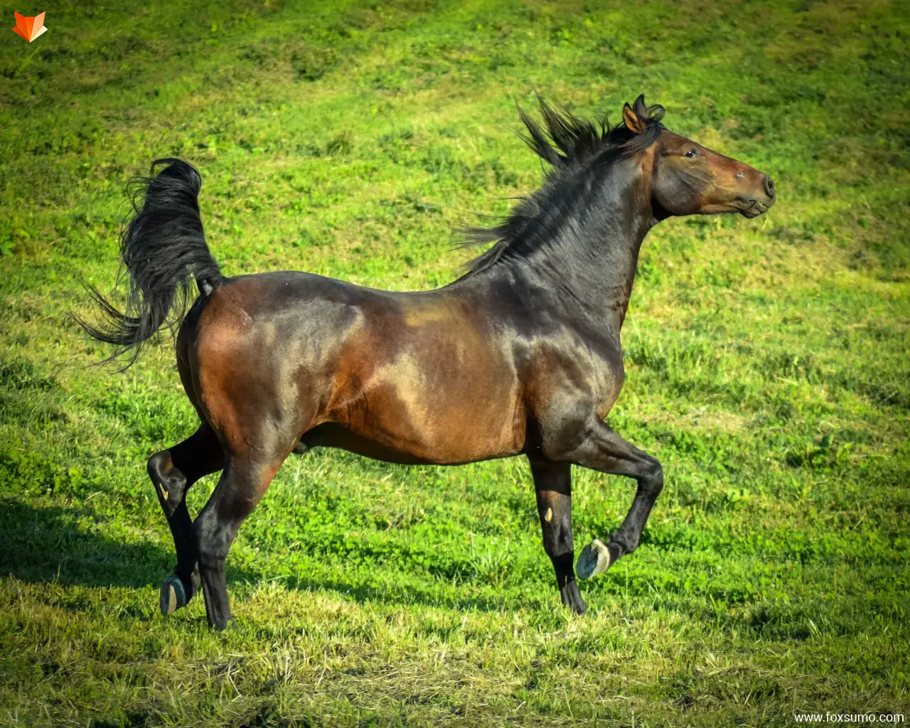 morgan horse Beautiful Horses
