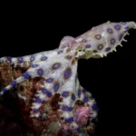 most poisonous animals Deep Sea Creatures