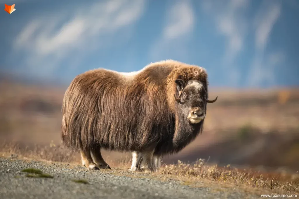 musk ox Strong Animals