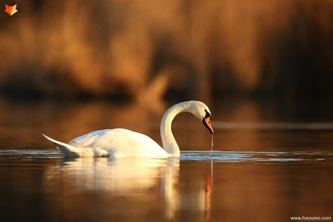 mute swan Largest Birds