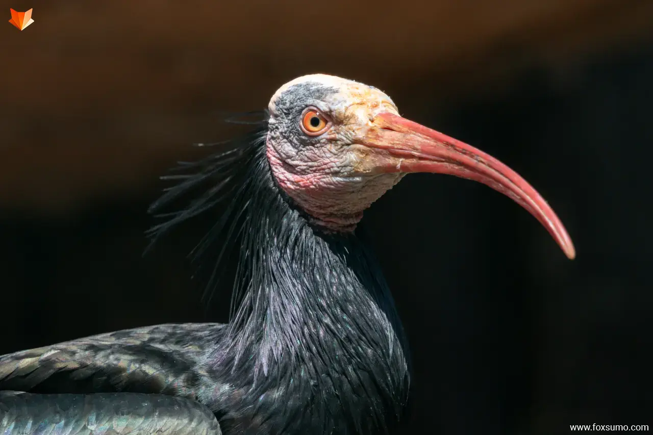 northern bald ibis Ugly Animals