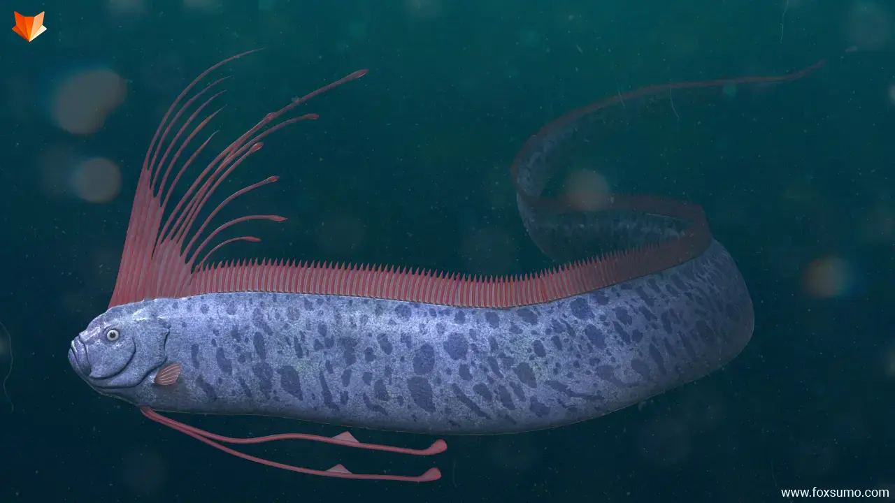 oarfish Deep Sea Creatures