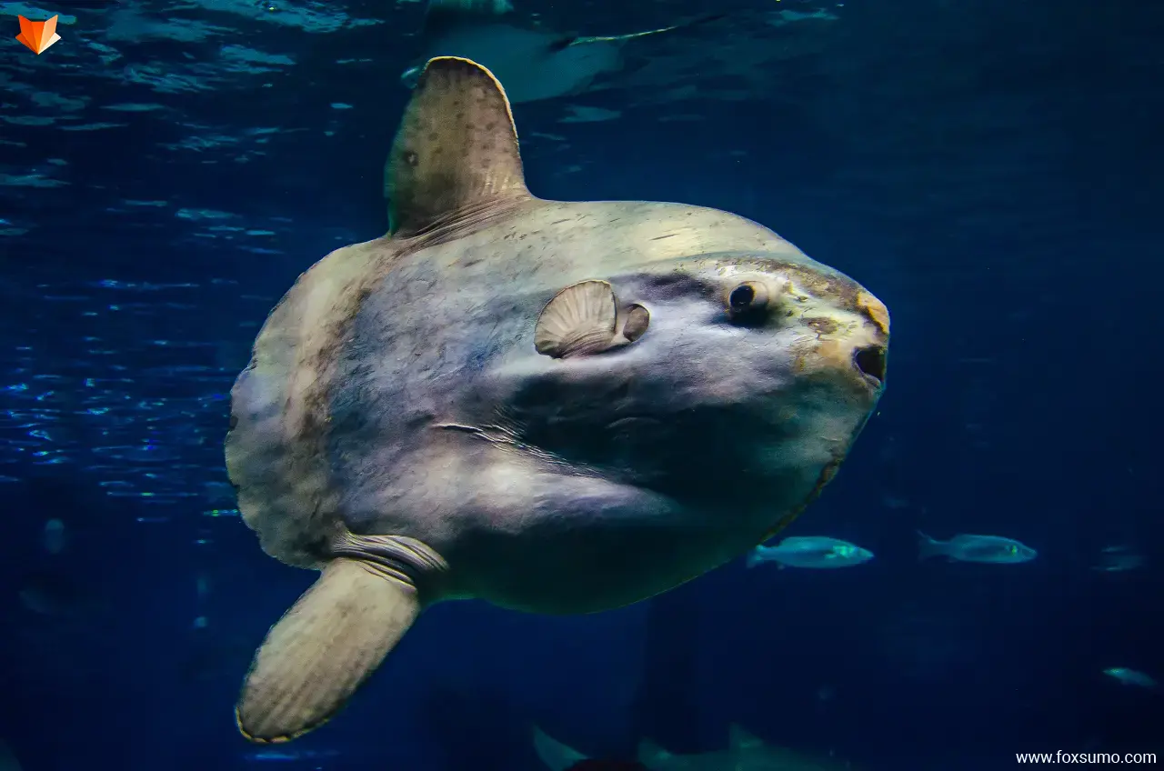 ocean sunfish Large Animals