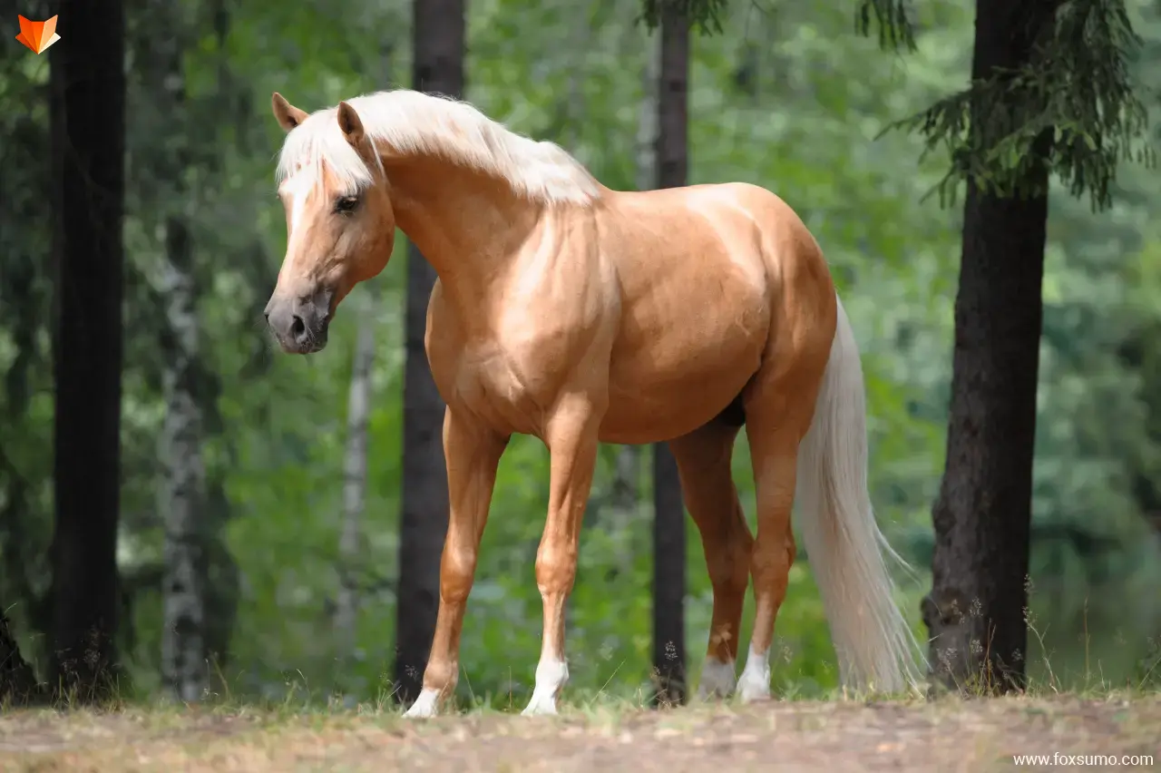 palomino Beautiful Horses