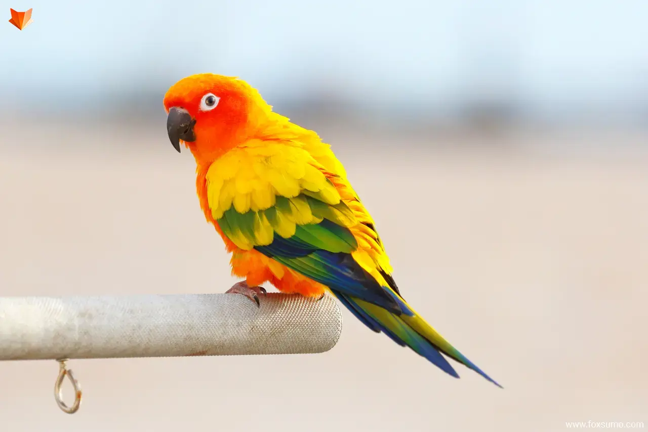 parrots Smartest Animals