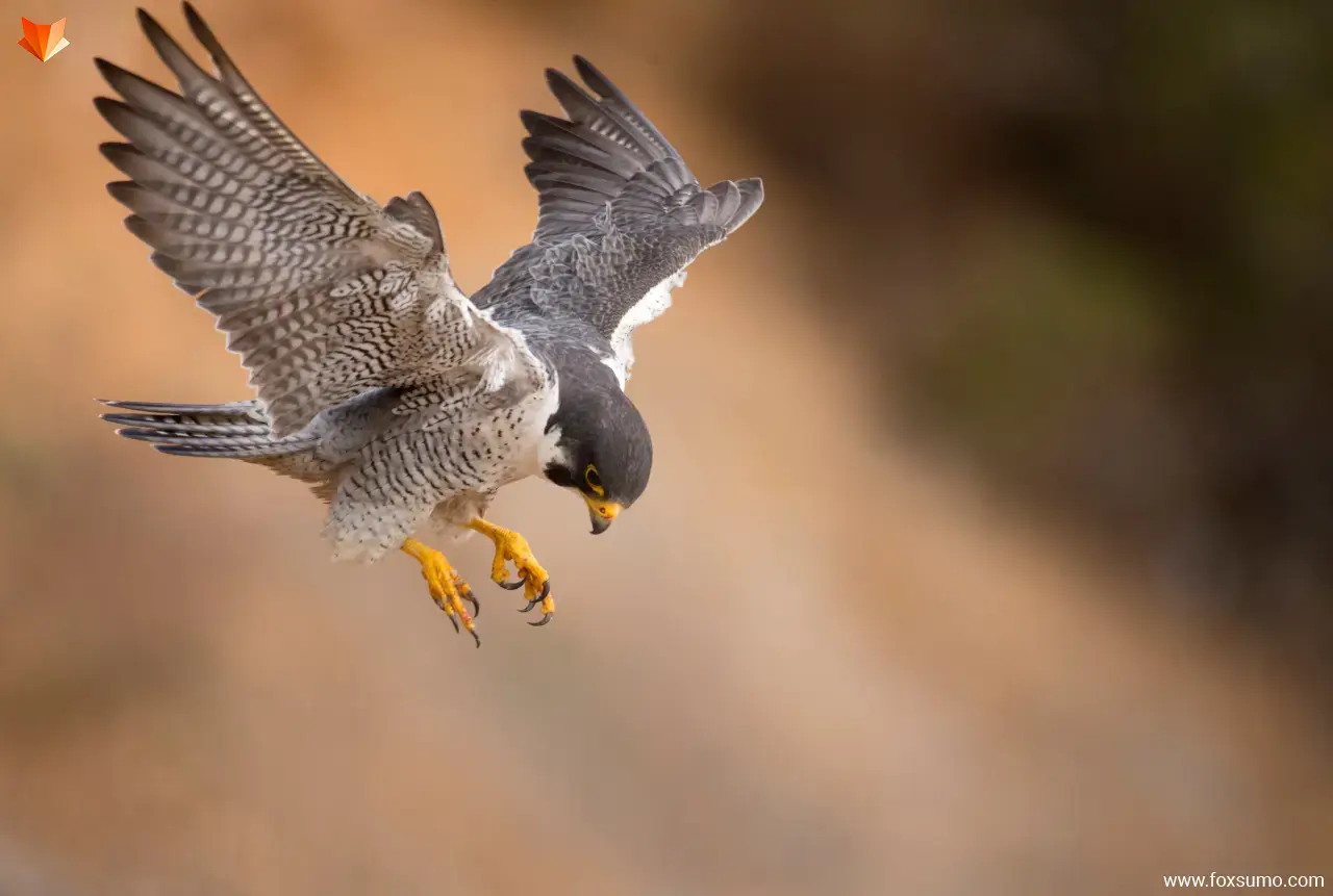 peregrine falcon Fastest Animals